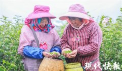 春回大地茶飘香|江苏句容：4万多亩春茶进入采摘期，首批“明